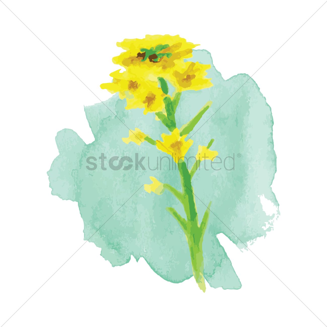 1300x1300 Buttercup Vector Image
