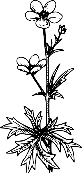 282x595 Buttercup Clip Art