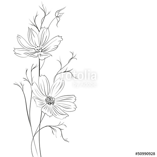 500x500 Buttercup Flower Stock Image And Royalty Free Vector