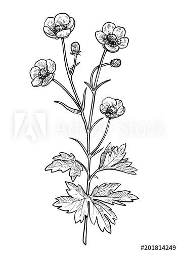 354x500 Buttercup Flower Illustration, Drawing, Engraving, Ink, Line Art