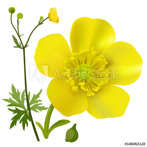 Buttercup Vector at Vectorified.com | Collection of Buttercup Vector ...