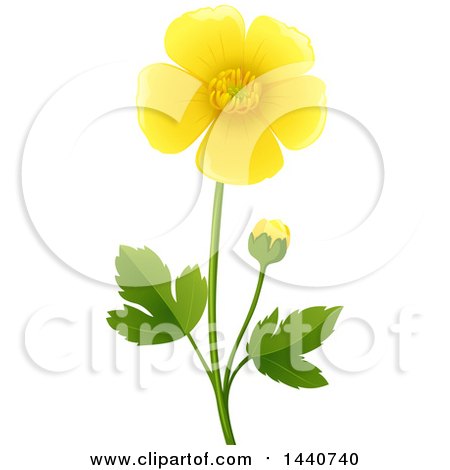 450x470 Clipart Of A Buttercup Flower