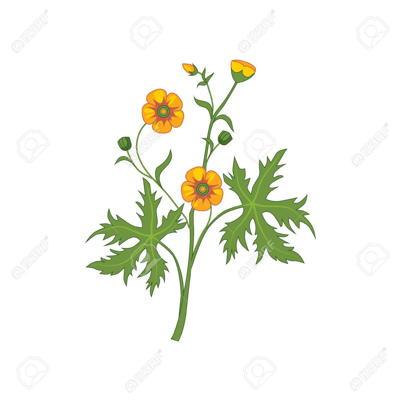 1300x1300 Collection Of 'buttercup Flower Drawing' Download More Than