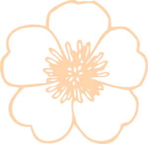 300x291 Cream Buttercup Flower Clip Art