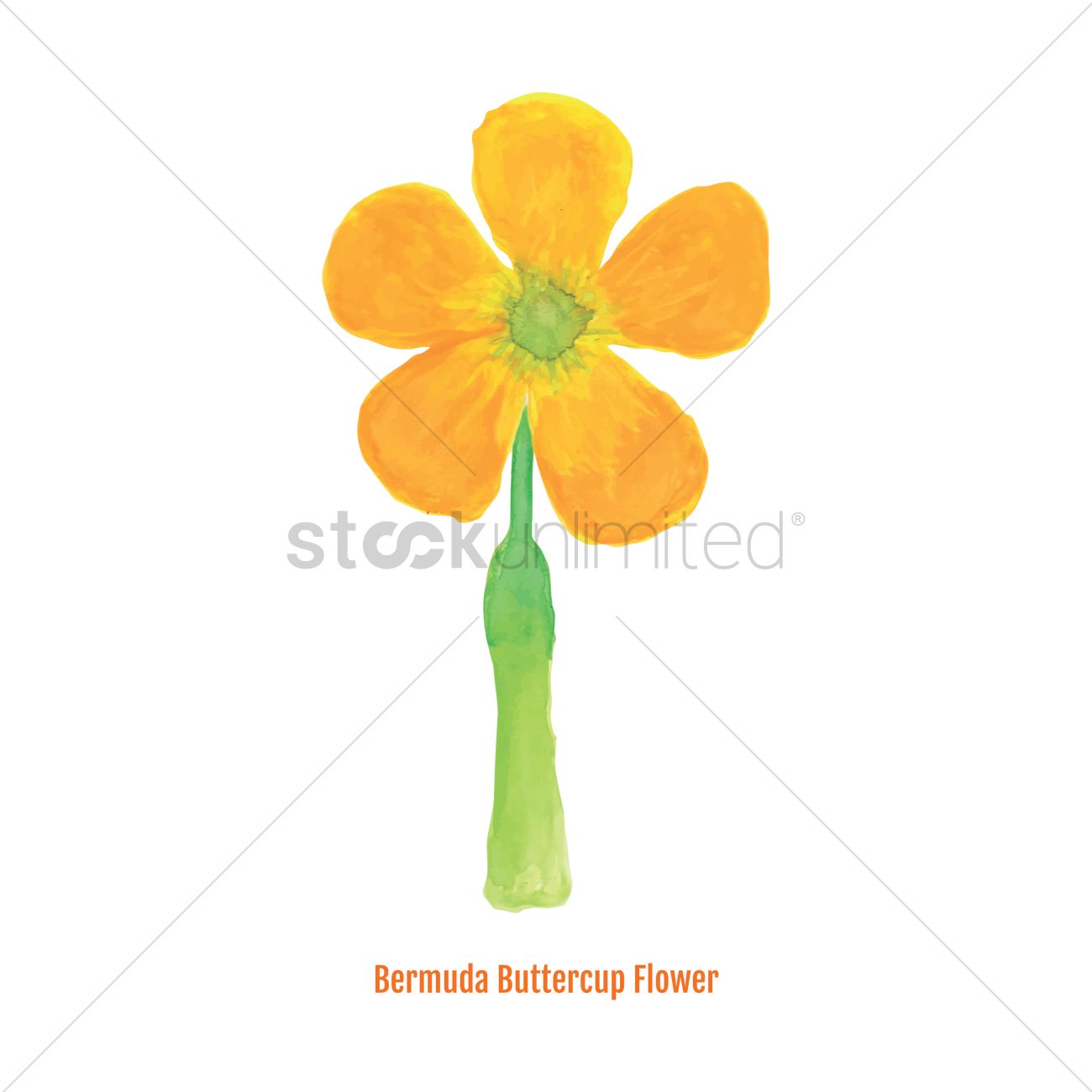 1300x1300 Free Bermuda Buttercup Flower Vector Image