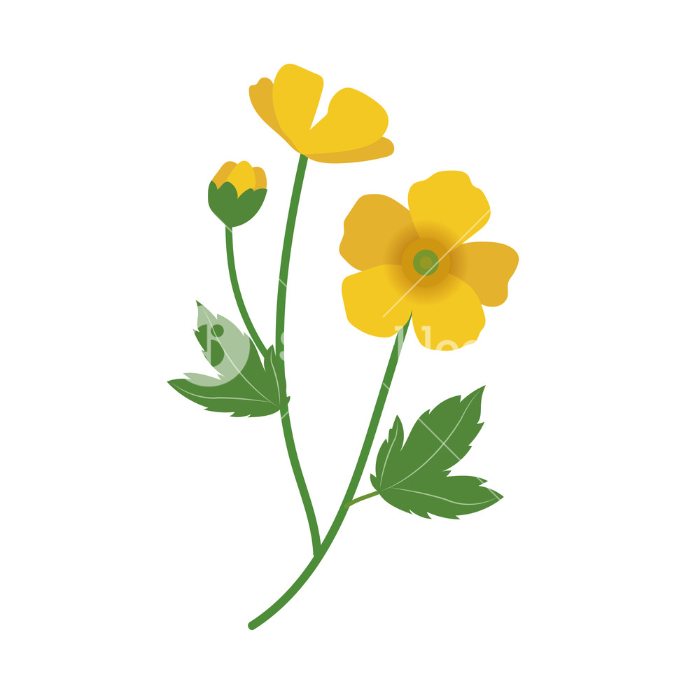 yellow buttercup flowers coloring pages