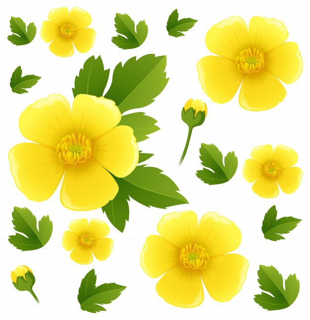 626x646 Seamless Background With Yellow Buttercup Flowers Vector Premium