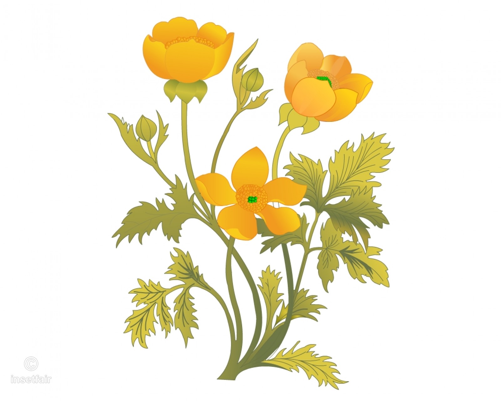 Buttercup Vector at Vectorified.com | Collection of Buttercup Vector ...