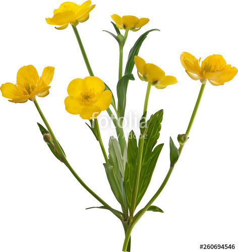 472x500 Six Blooms Gold Buttercup Flower Illustration Stock Image