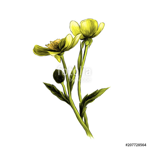 500x500 Two Buttercup Flowers With Stems And Leaves On White Background