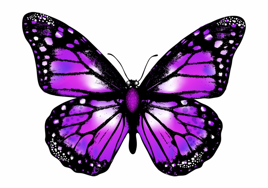 920x645 Butterfly Png Vector Image Transparent Background Purple