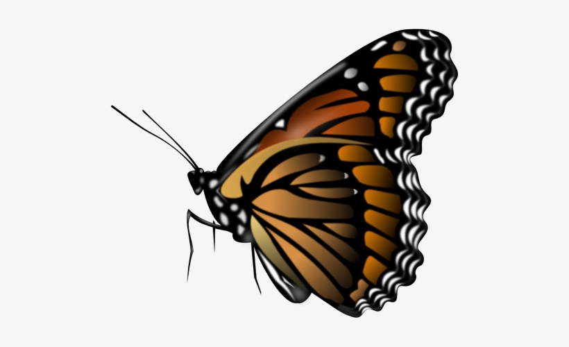 820x500 Butterfly Vector Image