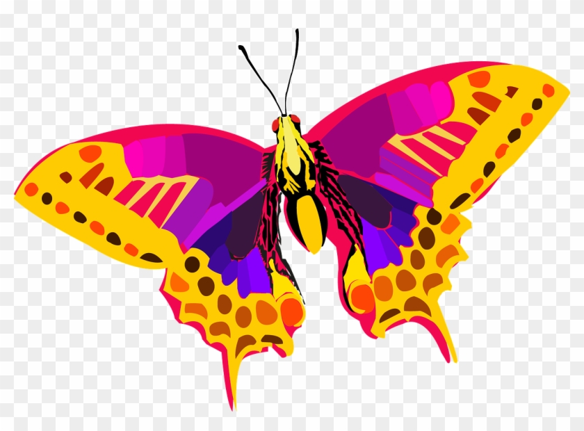 840x620 Colorful Butterfly Png Vector