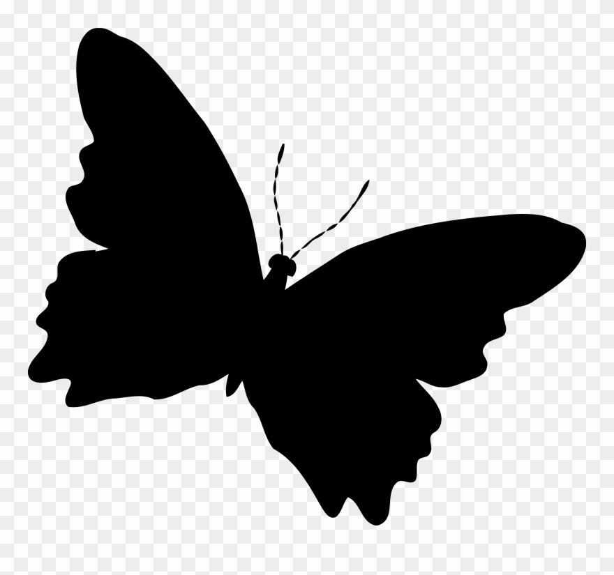 880x825 Silhouette Butterfly