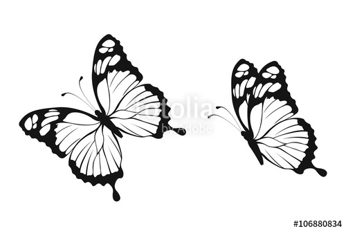 Butterfly Silhouette Stock Image And Royalty Free Vector 500x334 Butterfly Silhouette Stock Image And Royalty Free Vector