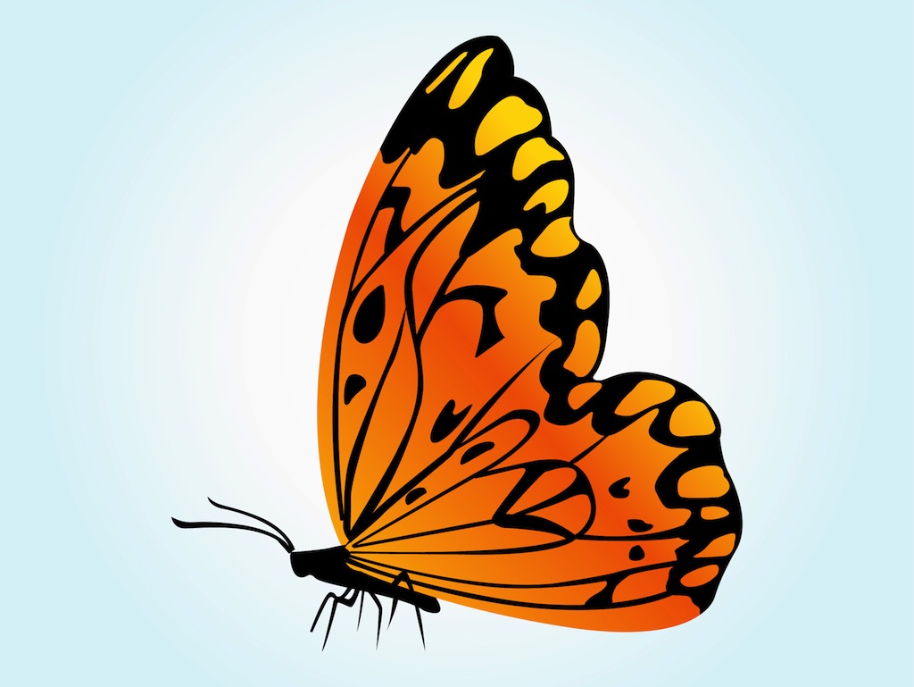 Orange Butterfly Vector Vector Art Graphics 1024x769 Orange Butterfly Vector Vector Art Graphics