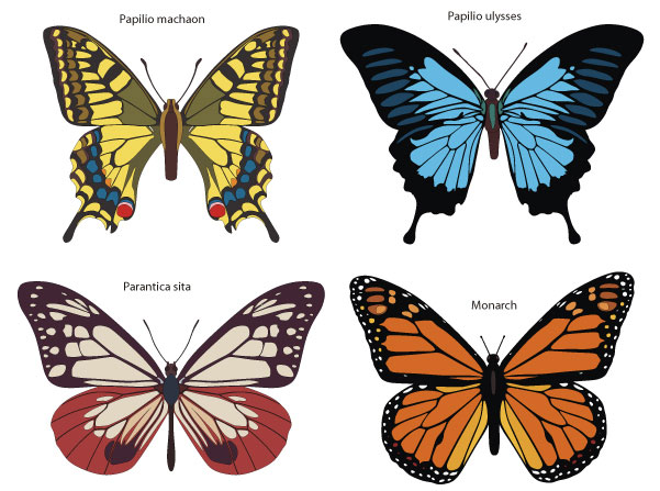 601x447 Butterfly Vector Download Free Vector Art Free Vectors