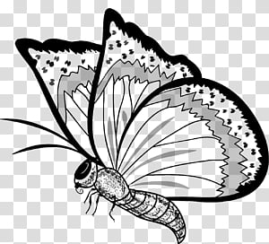 300x272 Butterflies Vector Transparent Background Png Cliparts Free