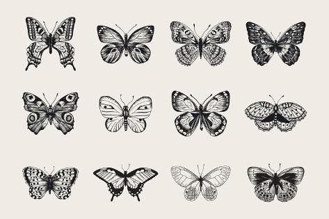 473x315 Set Of Butterflies Vector Vintage Classic Illustration Black