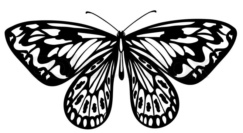 800x440 Beautiful Black And White Butterfly Stock Vector Colourbox