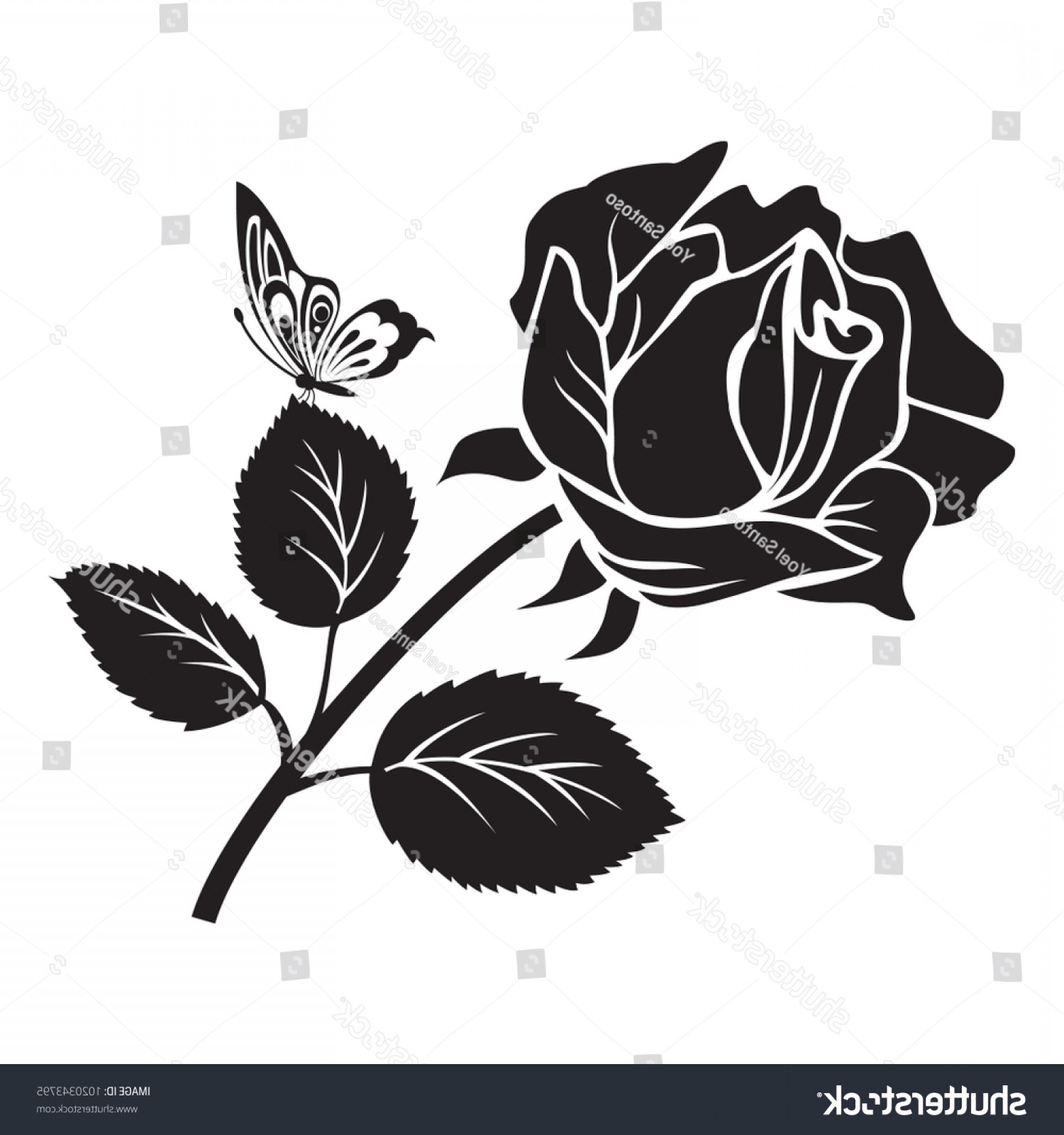 1800x1920 Black Rose Flower Butterfly Vector Illustration Createmepink