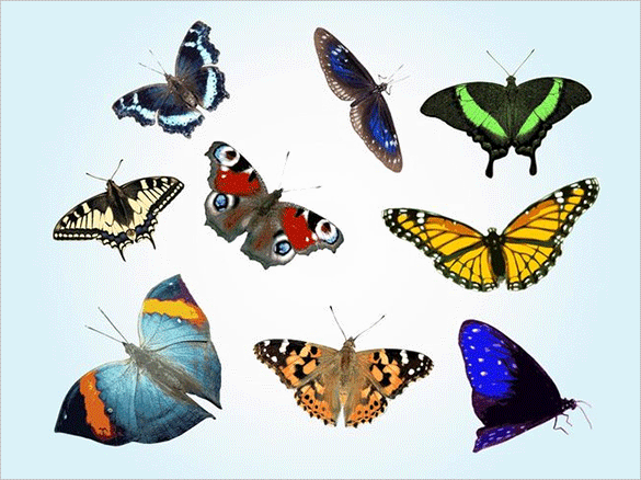 Butterfly Vector Free