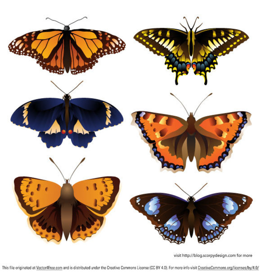 893x936 Butterfly Vector