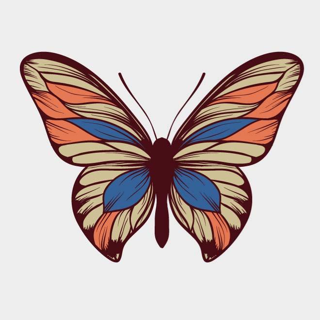 660x660 Butterfly Vector Drawing