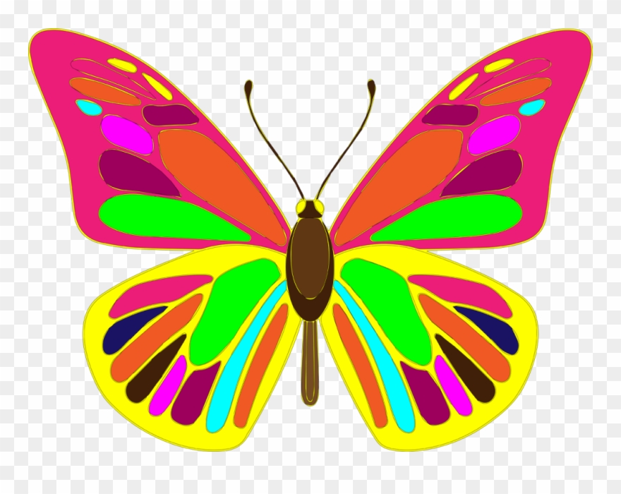 880x700 Free Butterfly Vector Art