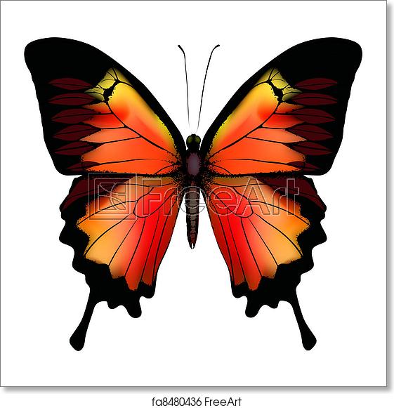 561x581 Free Art Print Of Isolated Butterfly Vector Freeart