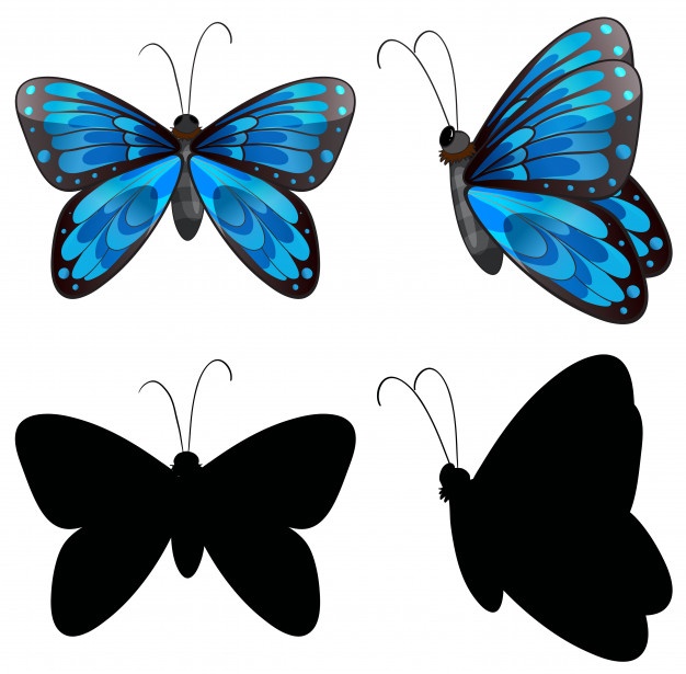 626x615 Butterfly Vectors, Photos And Free Download