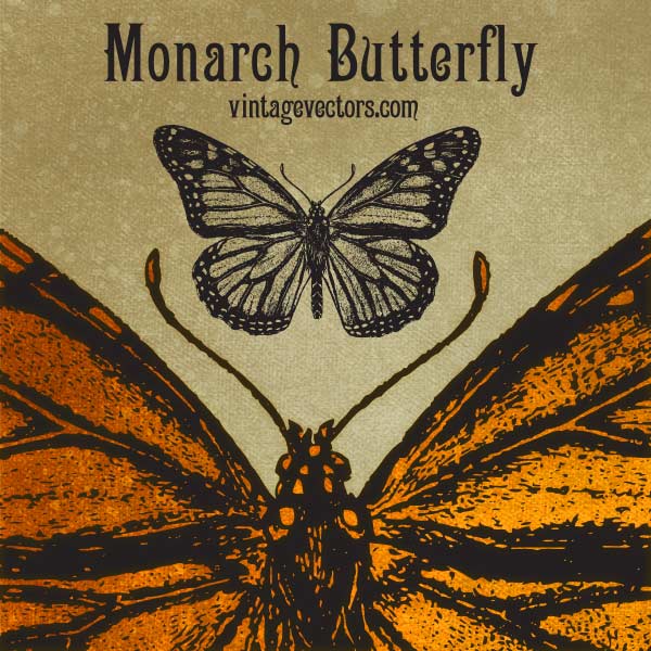 600x600 Free Monarch Butterfly Vector Vintage Vectors