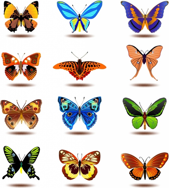 538x600 Butterflies Free Vector In Adobe Illustrator