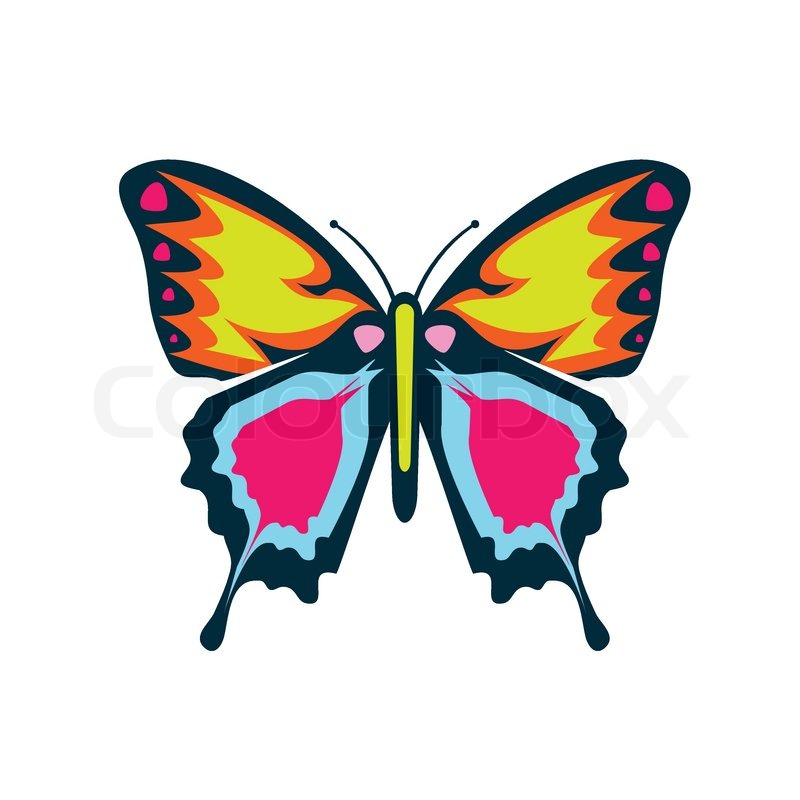Butterfly Vector Images