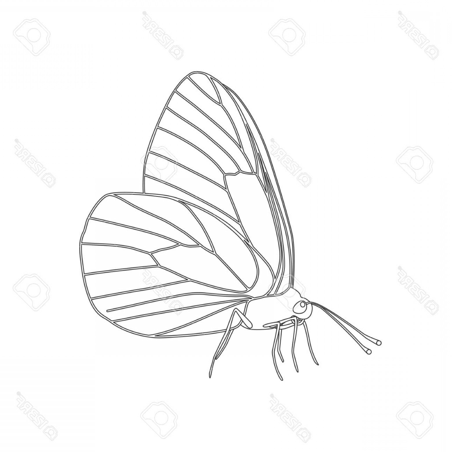 Photostock Vector Isolated Black Outline Butterfly Aporia Crataegi 1560x1560 Photostock Vector Isolated Black Outline Butterfly Aporia Crataegi