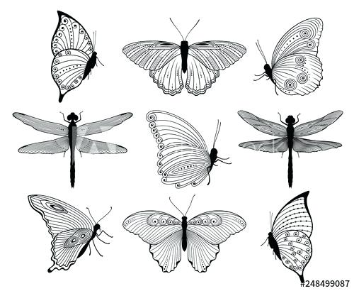 Outline Of Butterfly 500x410 Outline Of Butterfly