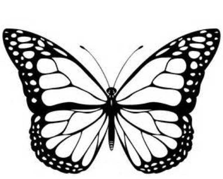 Butterfly Vector Png
