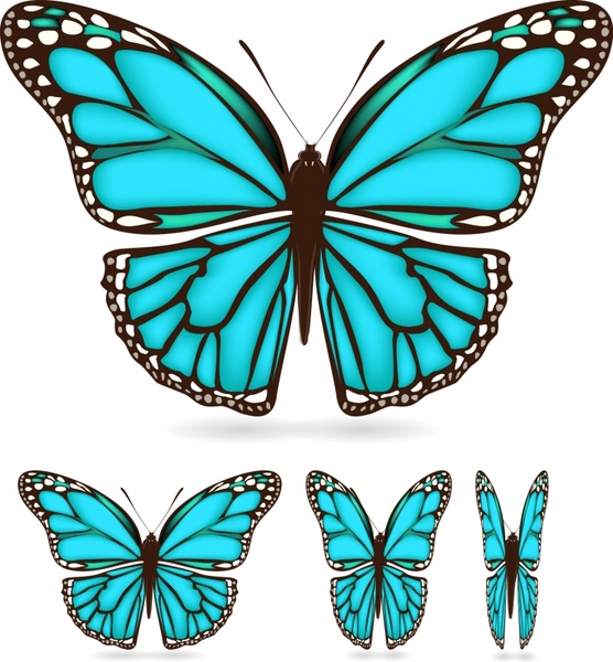 556x600 Butterfly Wings Pattern Vector Free Vector In Encapsulated