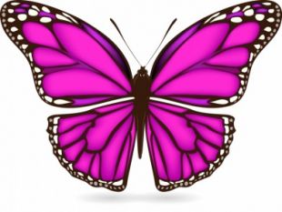 310x233 Butterfly Wings Vector Free Vectors Ui Download