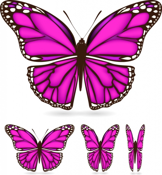 556x600 Butterfly Wings Vector Free Vector In Encapsulated Postscript