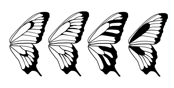 600x303 How To Draw Animals Butterflies, Their Anatomy And Wing Patterns