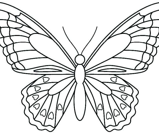 Butterfly Wings Vector at Vectorified.com | Collection of Butterfly ...