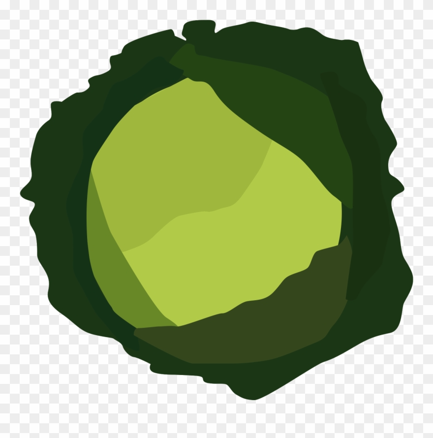 880x890 Cabbage Vector Cabage
