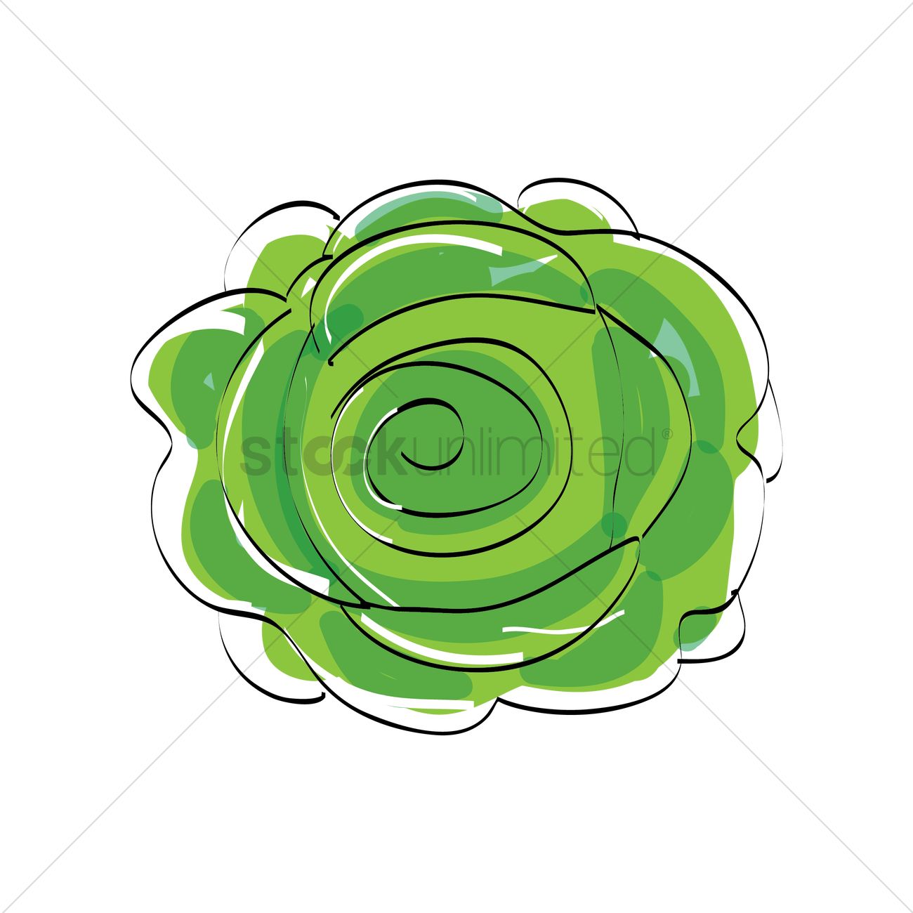 1300x1300 Cabbage Vector Image