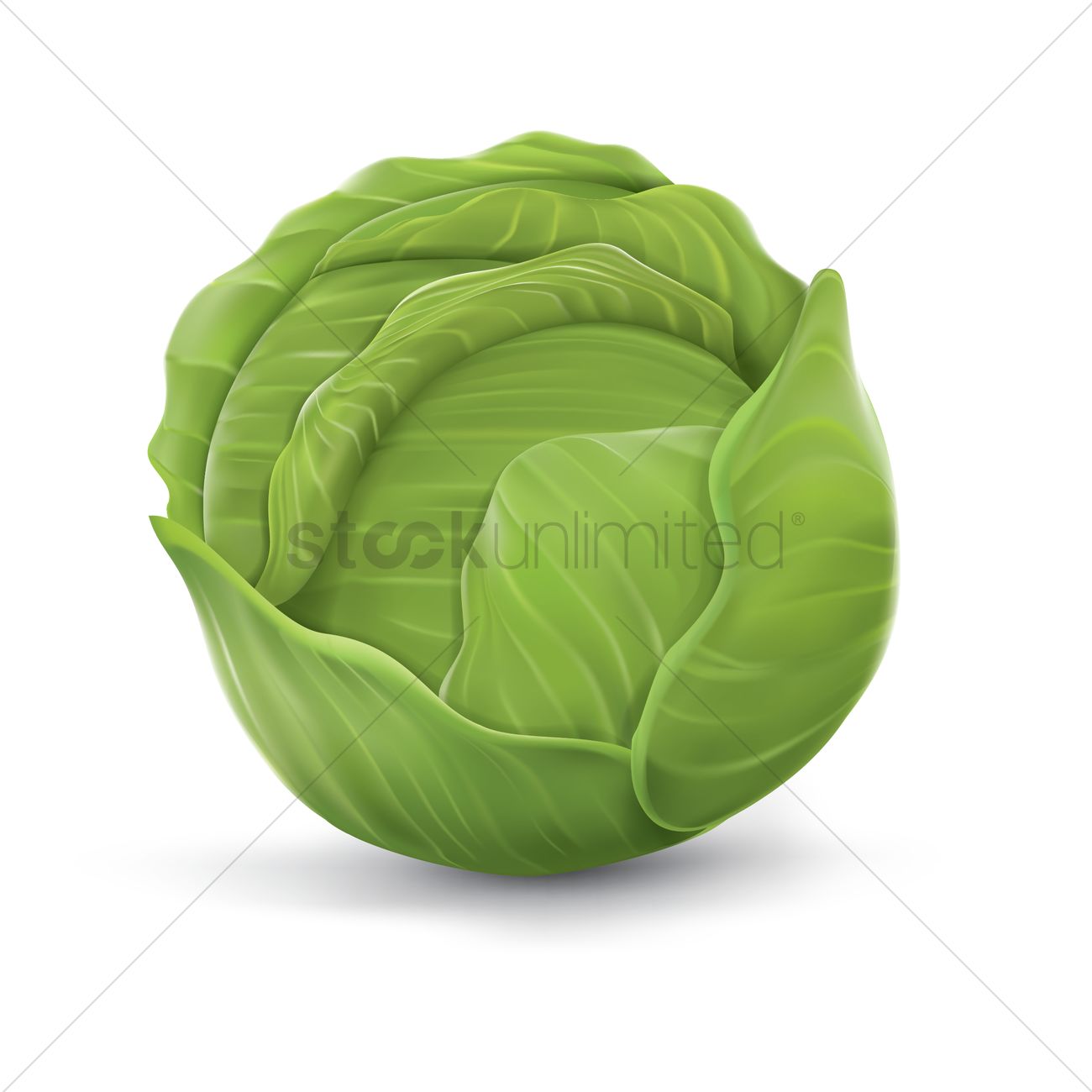 1300x1300 Cabbage Vector Image