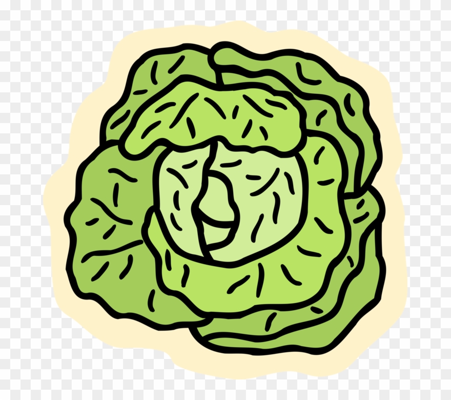 880x780 Cabbage Vector Leaf
