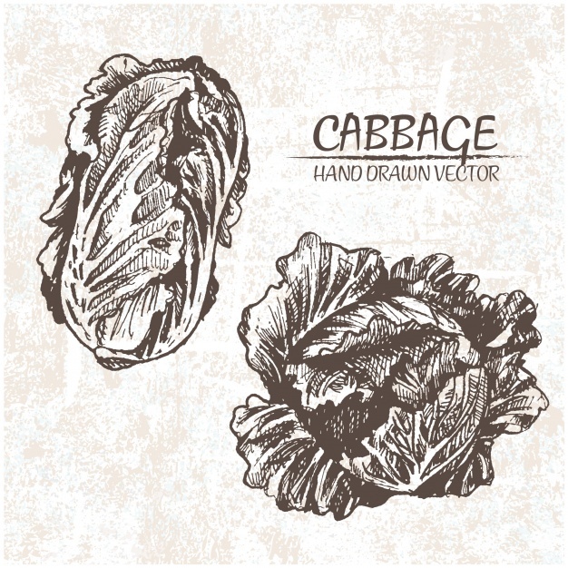 626x626 Cabbage Vectors, Photos And Free Download