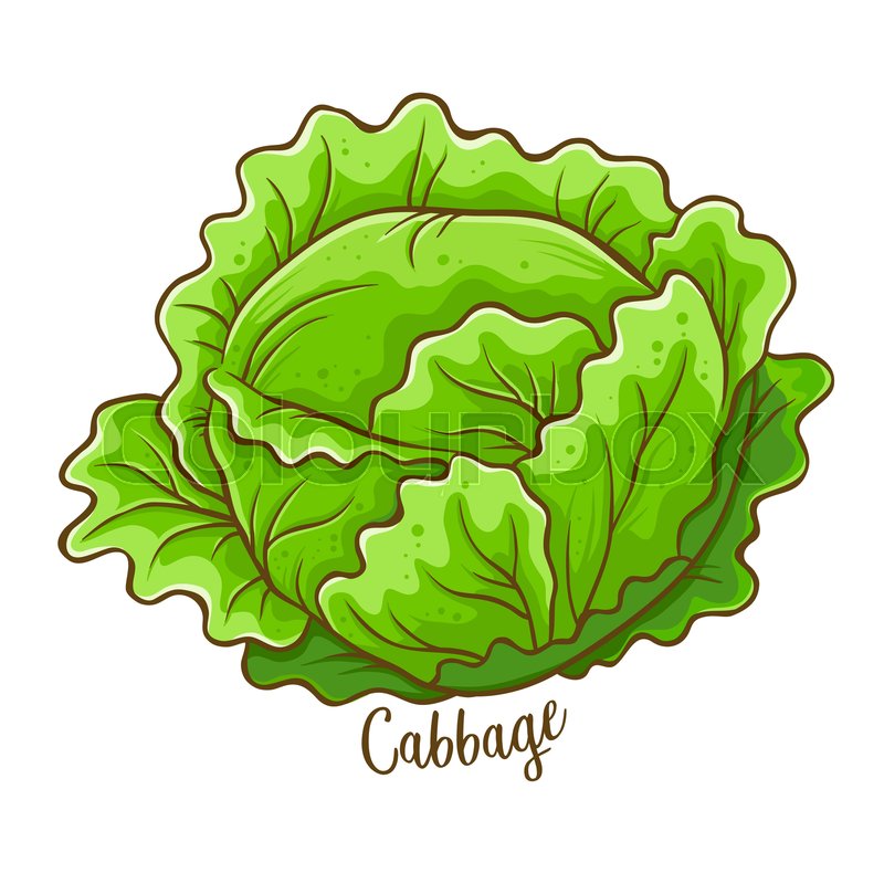 800x800 Cabbage Fresh Natural Vegetable, Hand Stock Vector Colourbox