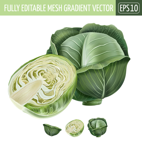 600x600 Cabbage Realistic Vectors Free Download