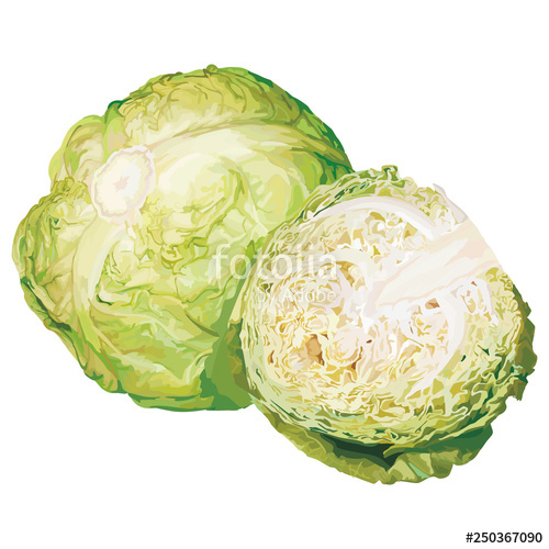 500x500 Cabbage Vector Design Illustration Template Stock Image